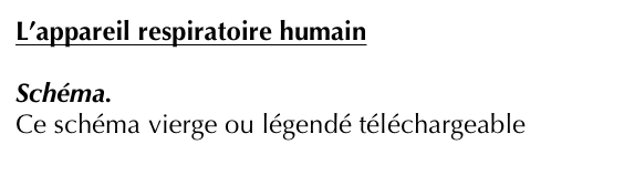 L’appareil respiratoire humain 

Schéma.
Ce schéma vierge ou légendé téléchargeable